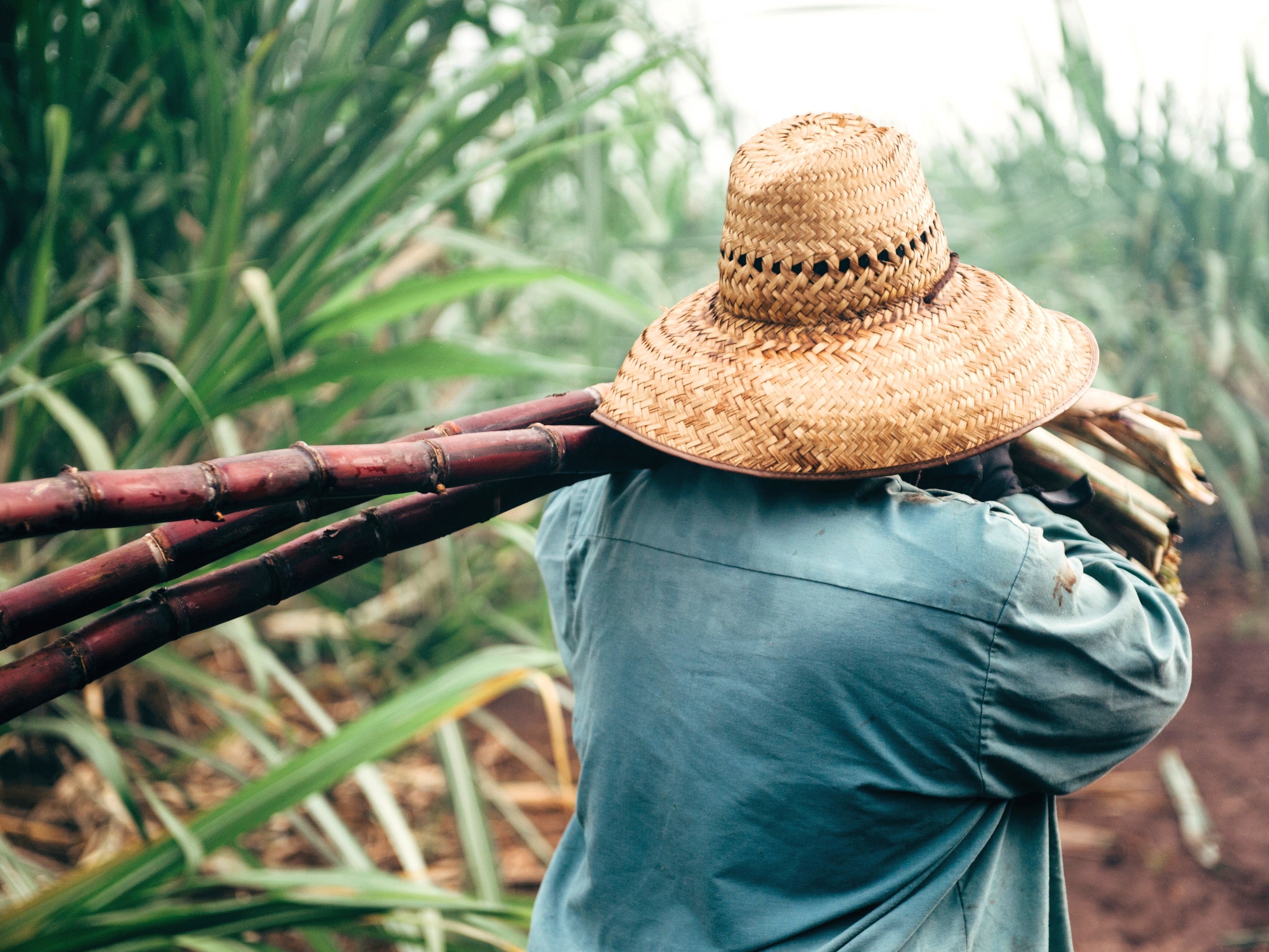 hawaiian sugar plantation in Kunia in Oahu