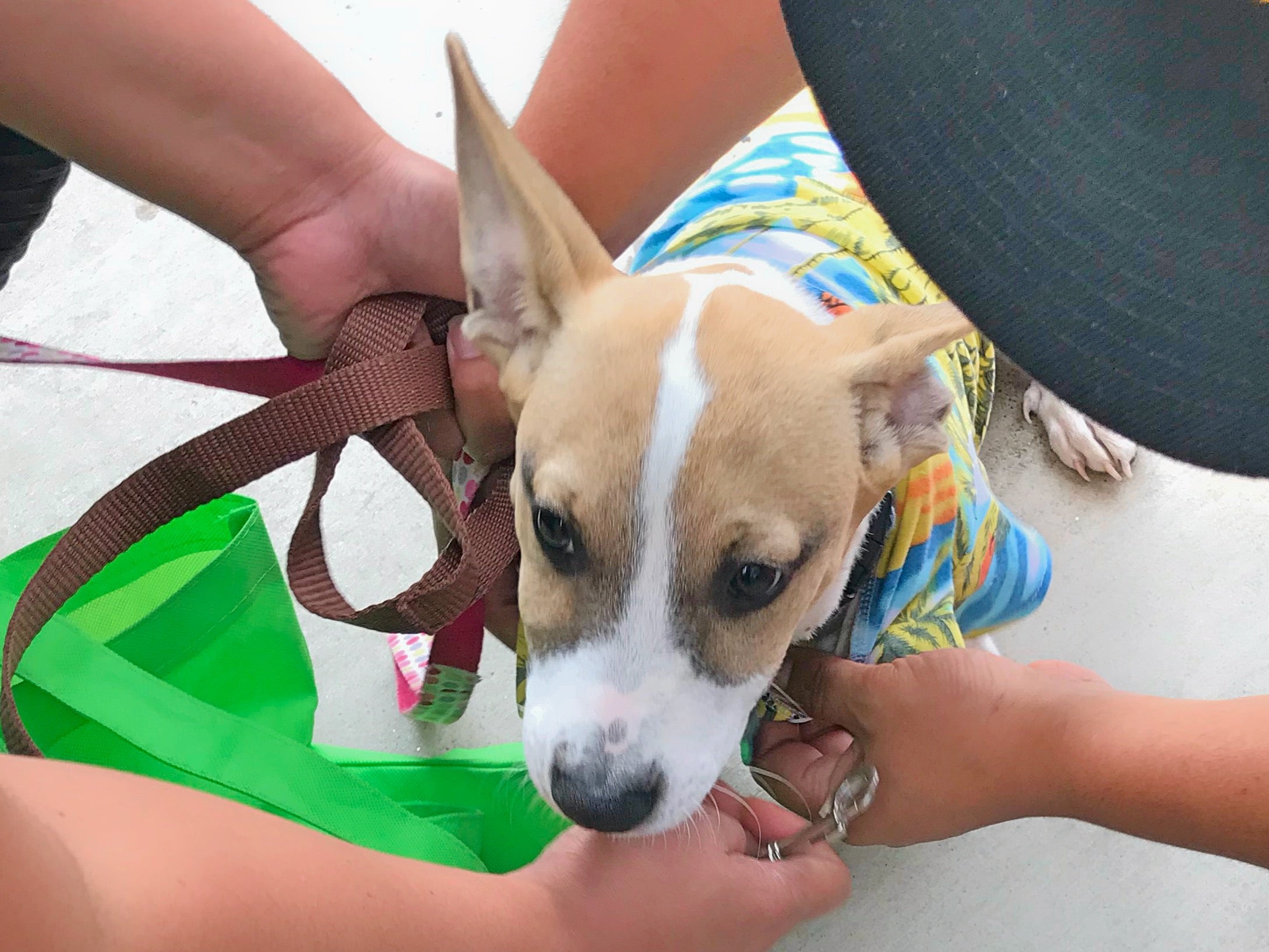 dog hawaiian shirt trying on