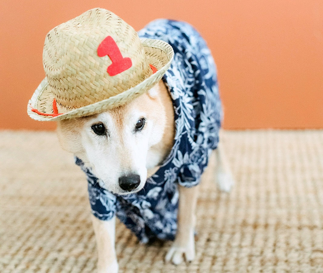 hawaiian shirt for dogs. A dog with a blue Aloha shirt