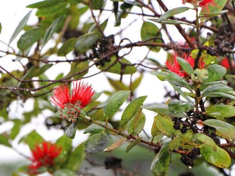 ハワイの８つの島のアイランドカラーと花について - Muumuu Outlet