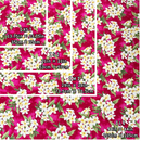 Plumeria print on red background Gift Wrapping Cloth, Furoshiki - Red-3