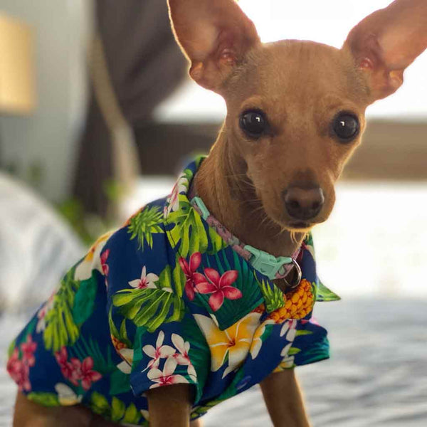 Dog's Hawaiian Shirts from Hawaii.