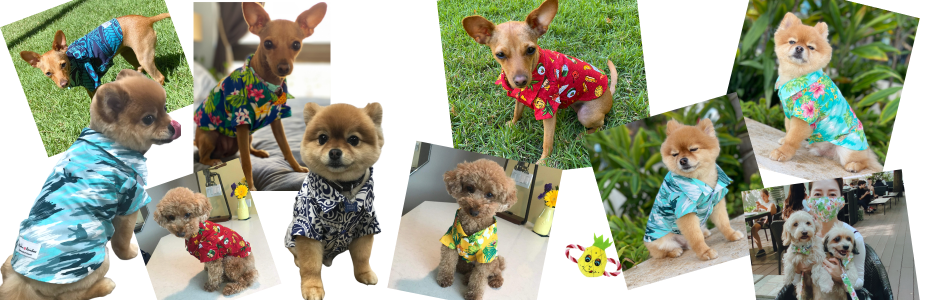 Dog's Hawaiian Shirts from Lulu Doggie Fashion