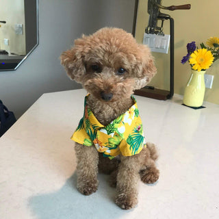 XMSJSIY Dog Hawaiian Shirt Cloth,Pet Dog Summer Polo T-Shirt Puppy Cat Luau  Outfits Costume for Small Medium Dog Boy Girl Beach Seaside Apparel Clothes  (XL:Chest Girth 50cm, Fish-Yellow) : Buy Online at