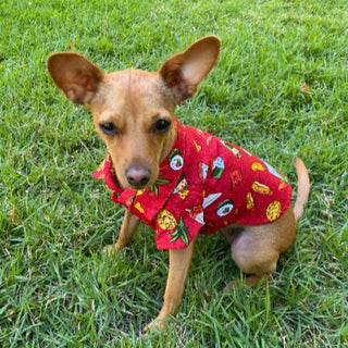 Pet clothing dog's shirt in red Hawaiian food print, made in Hawaii, by Muumuu Rainbow